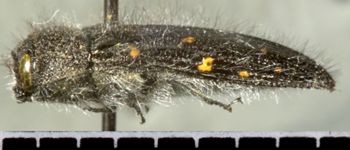 Media type: image;   Entomology 24430 Aspect: habitus lateral view